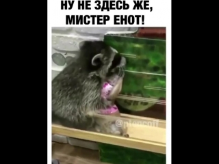 mr raccoon