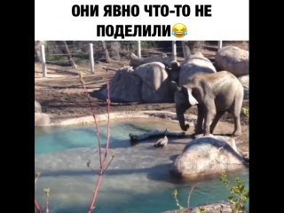 goose vs elephant