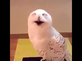 owl laughs