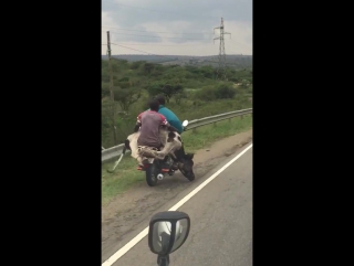 the cow is being transported